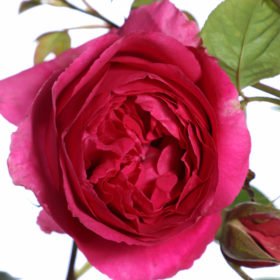 Grande Dame Rose